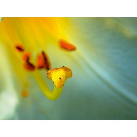 CALVENDO Puzzle CALVENDO Puzzle Madonna Lilie Пазл CALVENDO Пазл Мадонна Лилия