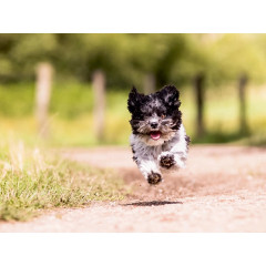 CALVENDO Puzzle CALVENDO Puzzle Havaneser Пазл CALVENDO Пазл Havanese