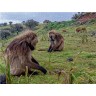 CALVENDO Puzzle CALVENDO Puzzle Dscheladas im Simien Mountains Nationalpark Пазл CALVENDO Puzzle Geladas в национальном парке Симиенские горы