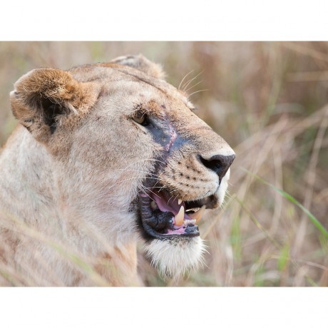 CALVENDO Puzzle CALVENDO Puzzle Emotionale Momente: Lowengesichter Пазл CALVENDO Puzzle Эмоциональные моменты: львиные морды