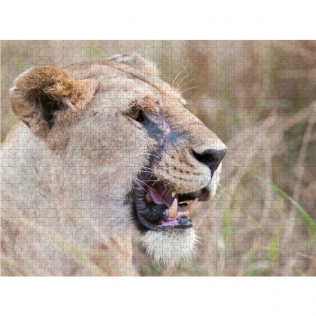 CALVENDO Puzzle CALVENDO Puzzle Emotionale Momente: Lowengesichter Пазл CALVENDO Puzzle Эмоциональные моменты: львиные морды