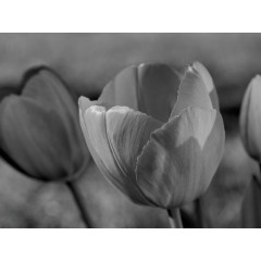 CALVENDO Puzzle CALVENDO Puzzle Tulpen Пазл CALVENDO Пазл Тюльпаны