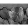 CALVENDO Puzzle CALVENDO Puzzle Tulpen Пазл CALVENDO Пазл Тюльпаны