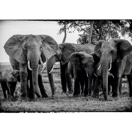 CALVENDO Puzzle CALVENDO Puzzle Die Familie Пазл CALVENDO Пазл Семья