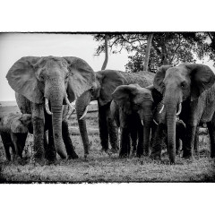 CALVENDO Puzzle CALVENDO Puzzle Die Familie Пазл CALVENDO Пазл Семья