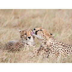 CALVENDO Puzzle CALVENDO Puzzle Katzenwasche nach Gepardenart. Пазл CALVENDO Puzzle Кошка в стиле гепарда.