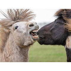 CALVENDO Puzzle CALVENDO Puzzle Sturmische Begrussung der Islandhengste. Пазл CALVENDO Puzzle Бурный привет от исландских жеребцов.