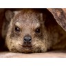CALVENDO Puzzle CALVENDO Puzzle Klippschliefer in Namibia Пазл CALVENDO Puzzle Rock Hyrax в Намибии