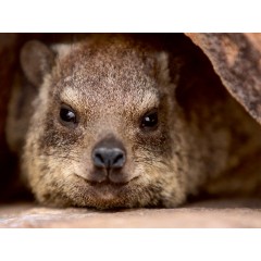 CALVENDO Puzzle CALVENDO Puzzle Klippschliefer in Namibia Пазл CALVENDO Puzzle Rock Hyrax в Намибии