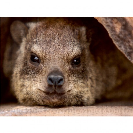 CALVENDO Puzzle CALVENDO Puzzle Klippschliefer in Namibia Пазл CALVENDO Puzzle Rock Hyrax в Намибии