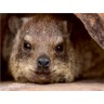 CALVENDO Puzzle CALVENDO Puzzle Klippschliefer in Namibia Пазл CALVENDO Puzzle Rock Hyrax в Намибии