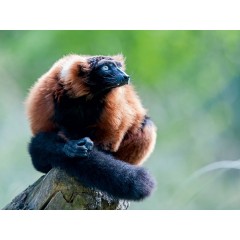 CALVENDO Puzzle CALVENDO Puzzle Schwarzlemure Пазл CALVENDO Puzzle Черный лемур