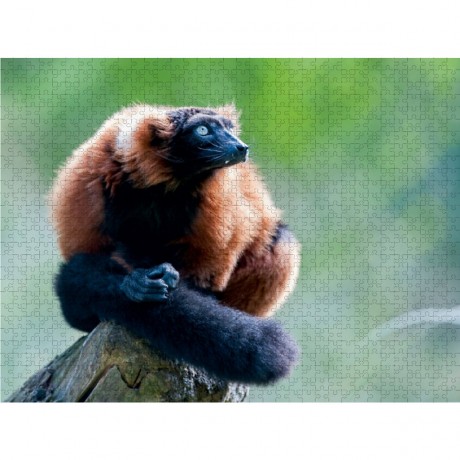 CALVENDO Puzzle CALVENDO Puzzle Schwarzlemure Пазл CALVENDO Puzzle Черный лемур