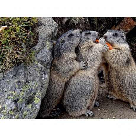 CALVENDO Puzzle CALVENDO Puzzle Gemeinsam teilen Пазл CALVENDO Puzzle Поделиться вместе