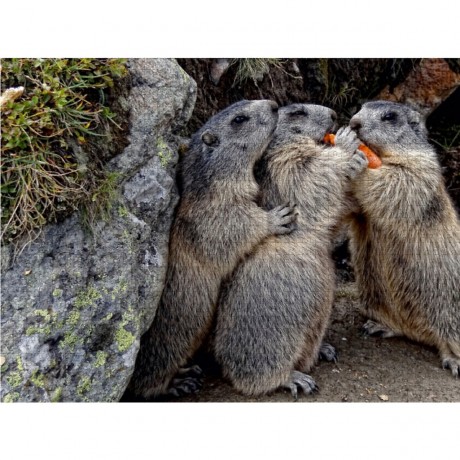 CALVENDO Puzzle CALVENDO Puzzle Gemeinsam teilen Пазл CALVENDO Puzzle Поделиться вместе