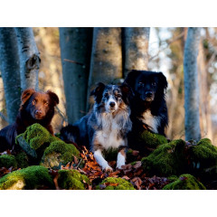 CALVENDO Puzzle CALVENDO Puzzle Das Dreigestirn Пазл CALVENDO Пазл Триумвират