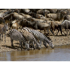 CALVENDO Puzzle CALVENDO Puzzle Faszination Safari. Wildlife in Kenia Пазл CALVENDO Puzzle Очарование Сафари. Дикая природа в Кении