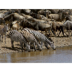 CALVENDO Puzzle CALVENDO Puzzle Faszination Safari. Wildlife in Kenia Пазл CALVENDO Puzzle Очарование Сафари. Дикая природа в Кении