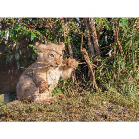 CALVENDO Puzzle CALVENDO Puzzle Emotionale Momente: Liebenswerte Lowenbabys \/ CH-Version Пазл CALVENDO Puzzle Эмоциональные моменты: милые львенки / Swiss version