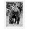 CALVENDO Puzzle CALVENDO Puzzle Emotionale Momente: Gorillas in black white \/ CH-Version Пазл CALVENDO Puzzle Эмоциональные моменты: гориллы в черно-белом / Швейцарская версия