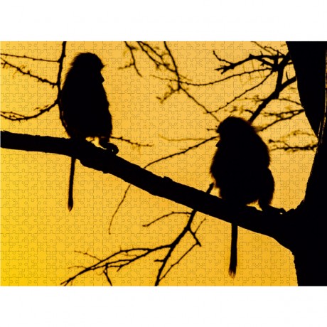 CALVENDO Puzzle CALVENDO Puzzle Paviane im Morgenlicht Пазл CALVENDO Puzzle Павианы в утреннем свете