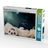 CALVENDO Puzzle CALVENDO Puzzle Briard-Welpe entdeckt Schmetterling Пазл CALVENDO Puzzle Щенок бриара обнаруживает бабочку