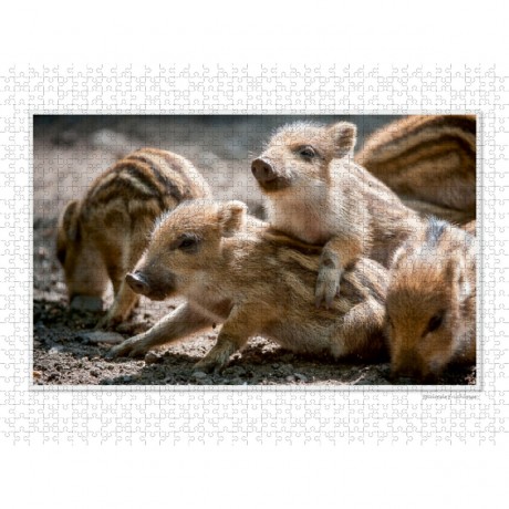 CALVENDO Puzzle CALVENDO Puzzle Emotionale Momente: Das Wildschwein. \/ CH-Version Пазл CALVENDO Пазл Эмоциональные моменты: Кабан. \/ версия CH