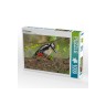 CALVENDO Puzzle CALVENDO Puzzle Der Buntspecht Пазл CALVENDO Puzzle Большой пестрый дятел