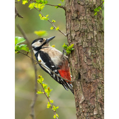 CALVENDO Puzzle CALVENDO Puzzle Der Buntspecht Пазл CALVENDO Puzzle Большой пестрый дятел