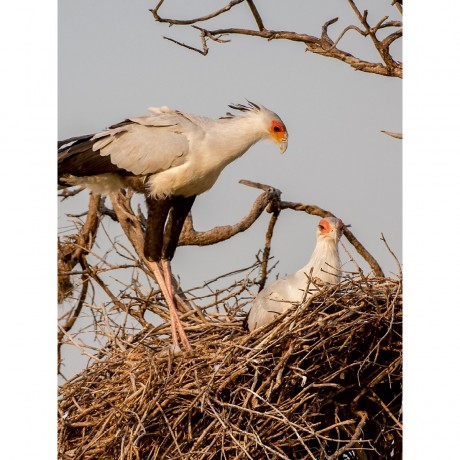 CALVENDO Puzzle CALVENDO Puzzle Sekretar beim Nisten Пазл CALVENDO Пазл секретер вложенность