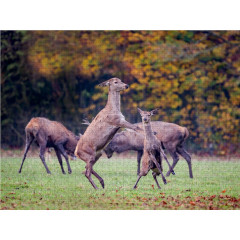 CALVENDO Puzzle CALVENDO Puzzle Emotionale Momente: Hirschbrunft. Part III. Пазл CALVENDO Пазл Эмоциональные моменты: Оленья гонка. Часть 3