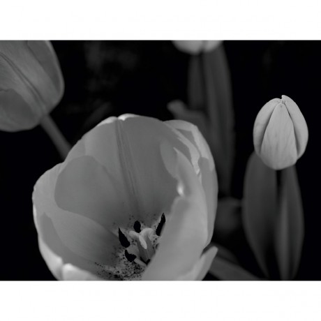 CALVENDO Puzzle CALVENDO Puzzle Tulpenbluten in schwarz\/weiss Пазл CALVENDO Puzzle Tulip расцветает в черно-белом цвете