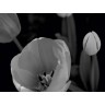 CALVENDO Puzzle CALVENDO Puzzle Tulpenbluten in schwarz\/weiss Пазл CALVENDO Puzzle Tulip расцветает в черно-белом цвете