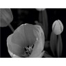 CALVENDO Puzzle CALVENDO Puzzle Tulpenbluten in schwarz\/weiss Пазл CALVENDO Puzzle Tulip расцветает в черно-белом цвете