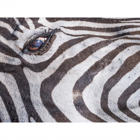 CALVENDO Puzzle CALVENDO Puzzle Der Blick des Zebras Пазл CALVENDO Puzzle Взгляд зебры