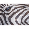 CALVENDO Puzzle CALVENDO Puzzle Der Blick des Zebras Пазл CALVENDO Puzzle Взгляд зебры