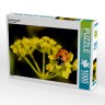 CALVENDO Puzzle CALVENDO Puzzle Der Marienkafer Пазл CALVENDO Пазл Божья коровка
