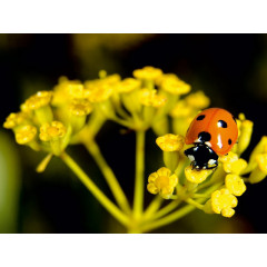 CALVENDO Puzzle CALVENDO Puzzle Der Marienkafer Пазл CALVENDO Пазл Божья коровка