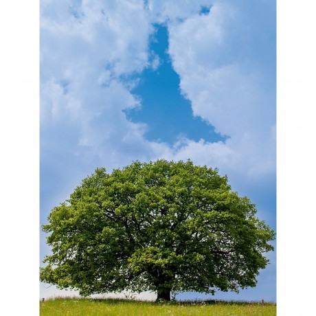 CALVENDO Puzzle CALVENDO Puzzle April: Mitte April ist es schon warm und die Eiche steht im wunderbaren Grun. Пазл CALVENDO Puzzle Апрель: В середине апреля уже тепло