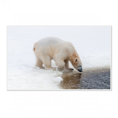 CALVENDO Puzzle CALVENDO Puzzle Emotionale Momente: Der Eisbar. \/ CH-Version Пазл CALVENDO Пазл Эмоциональные моменты: ледяной бар. \/ версия CH