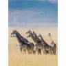 CALVENDO Puzzle CALVENDO Puzzle Emotionale Momente: Giraffen Пазл CALVENDO Puzzle Эмоциональные моменты: Жирафы