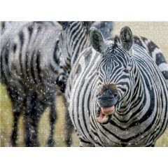 CALVENDO Puzzle CALVENDO Puzzle Der Regen macht dem Zebra nichts aus Пазл CALVENDO Puzzle Дождь не беспокоит зебру