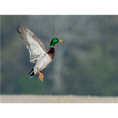 CALVENDO Puzzle CALVENDO Puzzle Emotionale Momente: Die Stockente. Пазл CALVENDO Пазл Эмоциональные моменты: кряква.