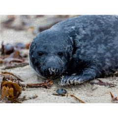 CALVENDO Puzzle CALVENDO Puzzle Robbe auf Helgolands Dune Пазл CALVENDO Puzzle Seal на дюне Гельголанда