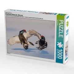 CALVENDO Puzzle CALVENDO Puzzle Emotionale Momente: Birkwild Пазл CALVENDO Puzzle Эмоциональные моменты: тетерев