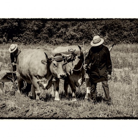 CALVENDO Puzzle CALVENDO Puzzle Harvest Пазл CALVENDO Пазл Урожай