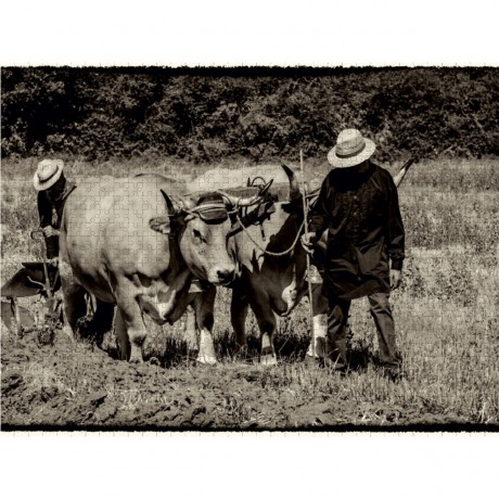 CALVENDO Puzzle CALVENDO Puzzle Harvest Пазл CALVENDO Пазл Урожай