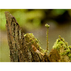 CALVENDO Puzzle CALVENDO Puzzle Gut behutet Пазл CALVENDO Puzzle Хорошо защищен