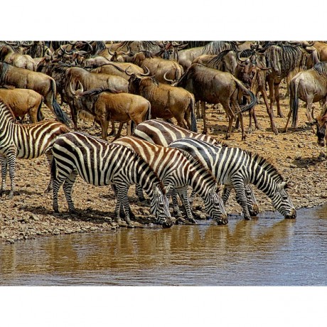 CALVENDO Puzzle CALVENDO Puzzle Zebras....Streifen am Wasser Пазл CALVENDO Puzzle Zebras....полоски на воде