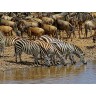 CALVENDO Puzzle CALVENDO Puzzle Zebras....Streifen am Wasser Пазл CALVENDO Puzzle Zebras....полоски на воде